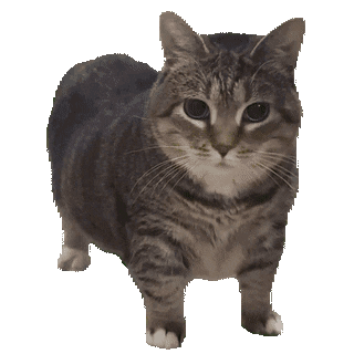 Play Fullscreen Video